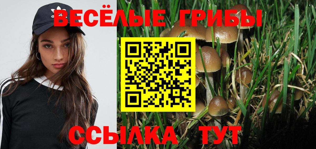 Галлюциногенные грибы Psilocybe Курчатов